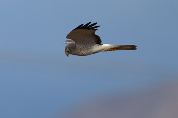 Extremely close view of a male hen harrier, seen in the wild in North California