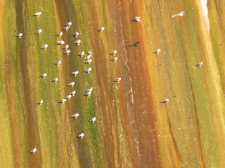 Seagulls on CJ Strike Dam, Idaho