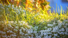 White Lobularia Flowerbed (Lobularia Maritima) During Sunset. Brittany, France. Panoramic View. Idyllic Landscape. Travel Destinations, Tourism, Nature, Plants, Botany. Macro Photography
