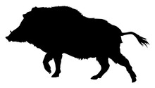  Silhouette Of A Boar