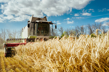 Combine harvester harvests ripe wheat. Concept of a rich harvest. Agriculture image