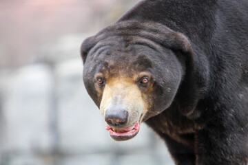 Wall Mural - Close up Portrait of a Sun Bear 