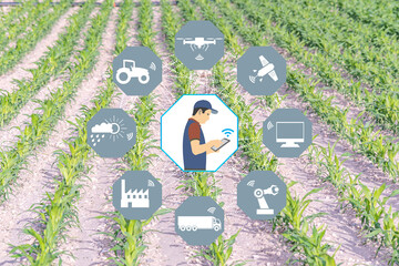 Wall Mural - Smart Agriculture concept. Grain production with modern farming technologies. Wireless communication icons. Green corns with background. The farmer works agricultural jobs remotely by mobile phone