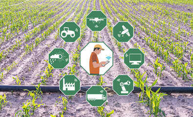 Wall Mural - Smart Agriculture concept. Grain production with modern farming technologies. Wireless communication icons. Green corns with background. The farmer works agricultural jobs remotely by mobile phone