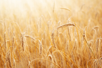 Wall Mural - Field of golden wheat in sunlight, close up. Grain agriculture. Summer wallpaper or banner with copy space.