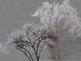 Stylized bare trees with a grey sky background