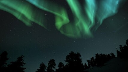 Wall Mural - Aurora Green Above Pine Tree Forest Loop