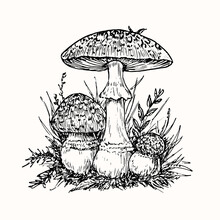 Fly Agaric Or Amanita Mushrooms Group Growing In Grass, Doodle Black Ink Drawing, Woodcut Style