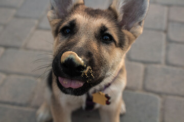 German Shepard Puppy with Peanut Butter 