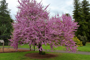 Wall Mural - tree in a park