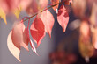 © Jessica - pink  autumn leaves