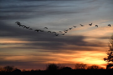 Wall Mural - Flock of Geese in a Sunset