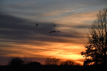 Wall Mural - Geese in a Sunset