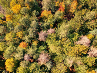 Wald von oben