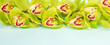 Banner with green orchid cymbidium for design