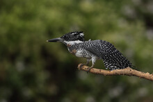 Crested Kingfisher :Very Large Black And White Kingfisher Perching On Branch With Nature Background