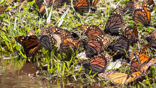 Monarch Butterflies Drinking Water On The Ground At The Monarch Butterfly Biosphere Reserve In Michoacan, Mexico, A World Heritage Site. 