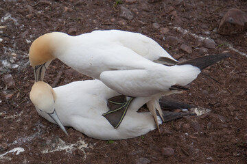 northern gannets (morus bassanus) mating on bonaventure island near to perce, gaspe, quebec, canada.