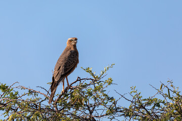 Wall Mural - Juvenile pale chanting goshawk (Melierax canorus), Etosha game reserve, Namibia safari Africa wildlife