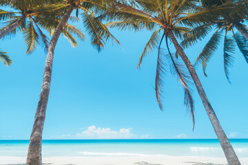 Wall Mural - palm tree at tropical beach on blue sky abstract background. summer vacation and nature travel adven
