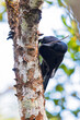 New Caledonian Crow, Corvus moneduloides