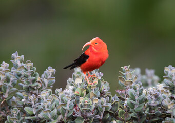 Wall Mural - Iiwi, Scarlet Honeycreeper, Vestiaria coccinea