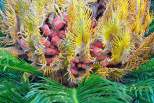 Leaves And  Seeds  Of Ornamental Palm Cycas Revoluta (sago Palm, King Sago, Sago Cycad)