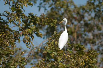 Great egret Ardea alba on a tree. Sasan. Gir Sanctuary. Gujarat. India.