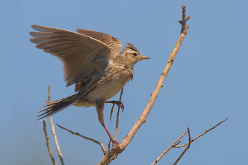 Veldleeuwerik, Eurasian Skylark, Alauda arvensis