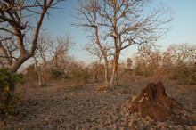 Termite Mound And Dry Deciduous Forest. Gir National Park. Gujarat. India.
