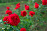 Fototapeta Tulipany - Red rose flower. Background.