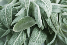  Clary Sage Natural Green Leaves Macro Background