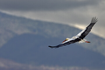 Wall Mural - White Stork; Ooievaar; Ciconia ciconia