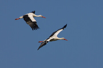 Wall Mural - White Stork; Ooievaar; Ciconia ciconia