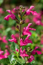 Salvia Macellaria A Purple Red Spring Summer Autumn Flower Plant Commonly Known As Sage Stock Photo Image 