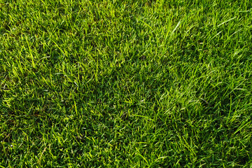 Wall Mural - Green grass pattern and texture for background. Close-up image.