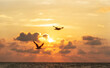 Leinwandbild Motiv seagulls flight over the ocean in front of a sunset