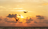 Fototapeta Zachód słońca - seagulls flight over the ocean in front of a sunset