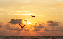 Seagulls Flight Over The Ocean In Front Of A Sunset