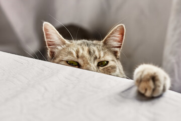 Charming striped gray cat looks curiously at the dinner table. Funny domestic cute cat. Veterinary and Internatinal cat day concept. Selective focus