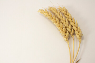 ripe ears of wheat on a white isolated background. isolated golden wheat