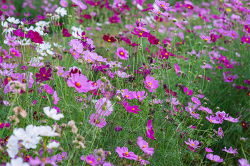 Colorful and beautiful cosmos field