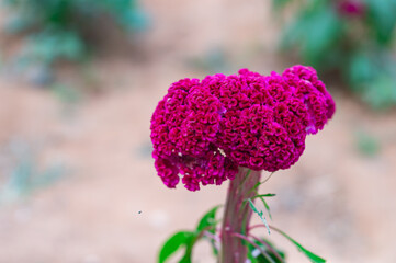 The crest of the cockscomb is a beautiful purple and pink color.