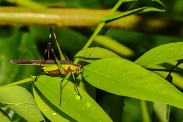 A macro image of a black kneed cone head siting on a leaf