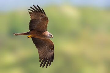 Wall Mural - Zwarte Wouw; Black Kite; Milvus migrans