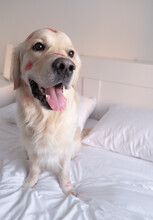 Dog In Red Lipstick From Kisses Sits On The Crib. Valentine's Day Golden Retriever At Home