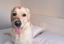Dog In Red Lipstick From Kisses Sits On The Crib. Valentine's Day Golden Retriever At Home