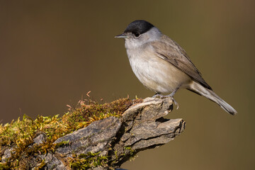 Wall Mural - Zwartkop; Blackcap; Sylvia atricapilla