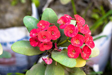Red Crown Of Thorns Flowers With Green Leaves Inside The Home Garden