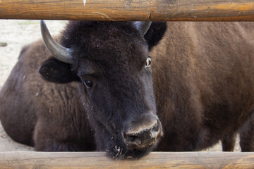 Buffalo up close, look of a bull